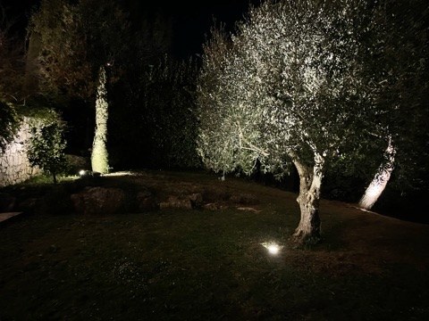 Oliviers centenaires mis en lumière