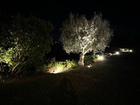 Jardin méditerranéen révélé à la nuit tombée
