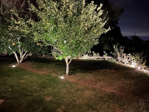 Mise en lumière d'un arbre fruitier